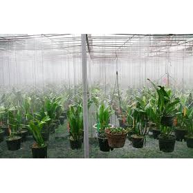 Bec phun sương 4 hướng có sẵn chân tê 8mm dùng tưới cây, làm mát… - HV Store 517