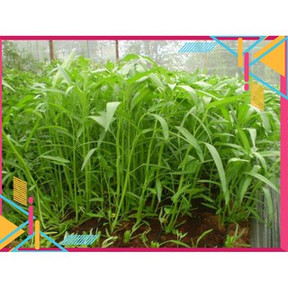 Hạt Giống Rau Muống Cao Sản