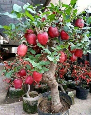 Giống táo lùn