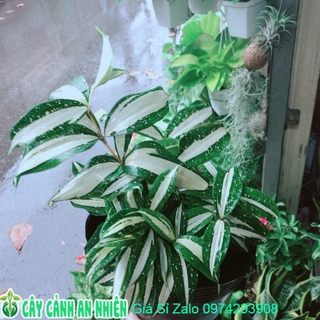 Trúc Nữ Hoàng