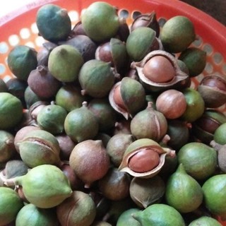 Md sét hạt macca bhth21