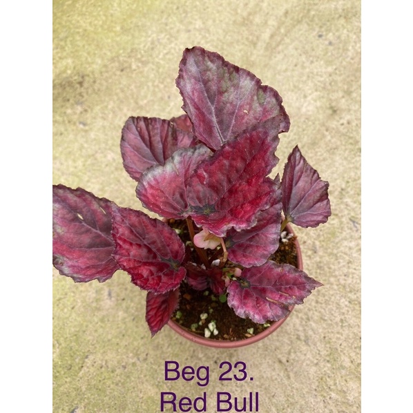 Chậu cứng Begonia Red Bull