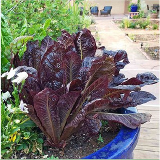 0.2Gr Hạt giống xà lách romaine đỏ