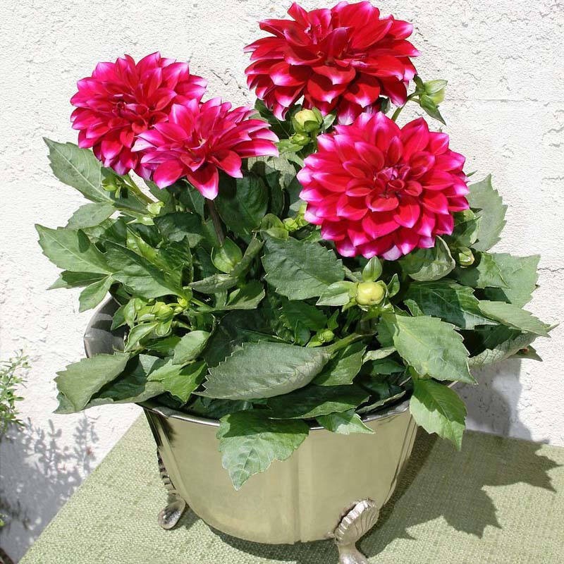 Gói 10 hạt giống thược dược lùn, tặng kích mầm