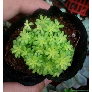 Sedum vàng