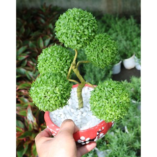 Cây may mắn 5 quả cầu