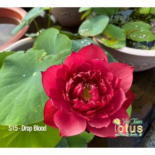 Sen Drop Blood - S15 - Vườn sen Vũ Toàn