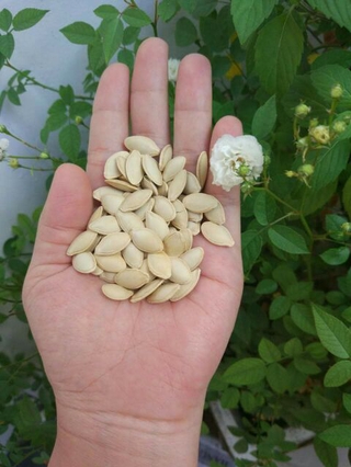 Compo 3.5 kg hạt bí siêu ngon.