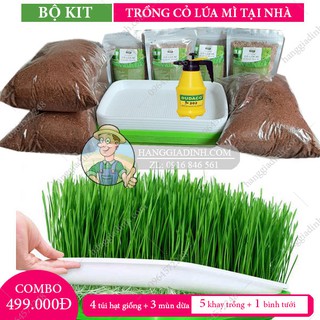 BỘ KIT trồng cỏ lúa mì tại nhà giá rẻ