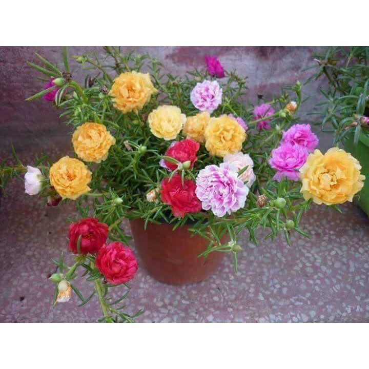 200h hạt giống hoa mười giờ kép Mỹ-Mix nhiều màu ( Portulaca )