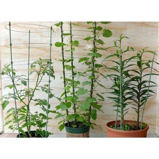 Bộ khung 90 cm, giàn đỡ cây leo, hoa hồng, cà chua..
