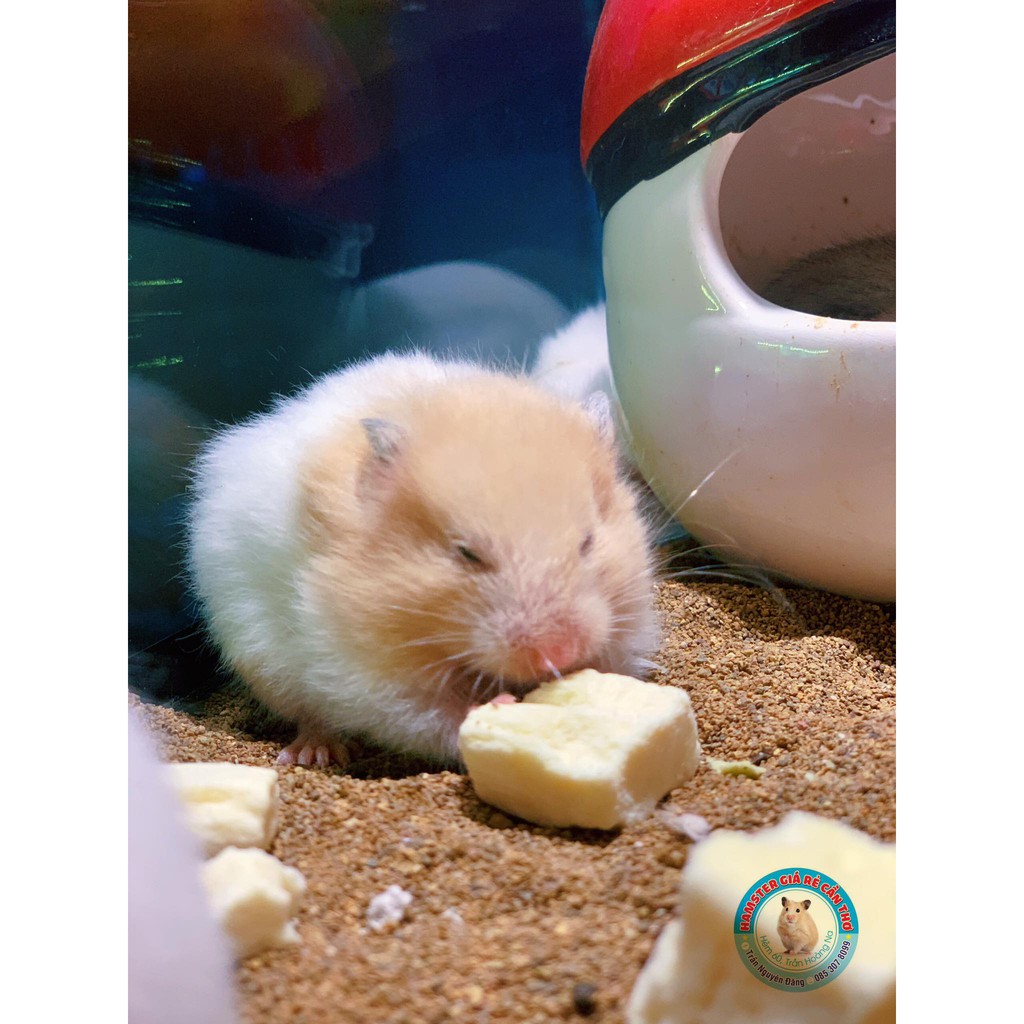 Đậu hủ sấy cho Hamster