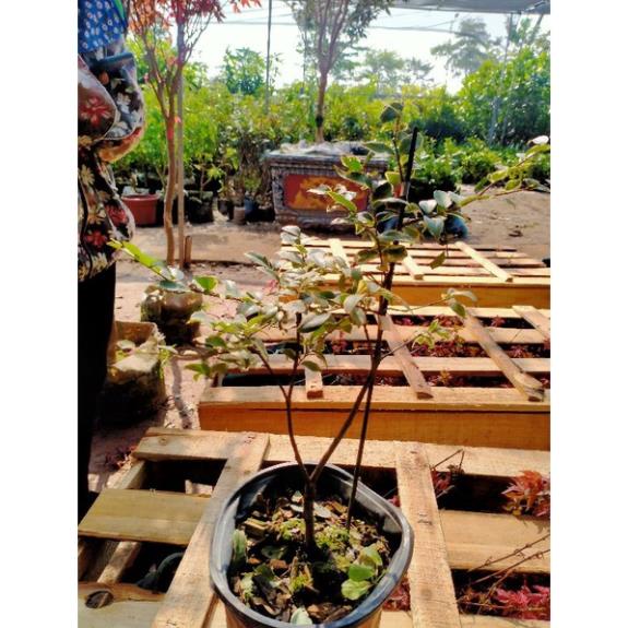 CÂY GIỐNG NHO THÂN GỖ CẨM THẠCH QUẢ 7 MÀU cây giống thuần chủng F1