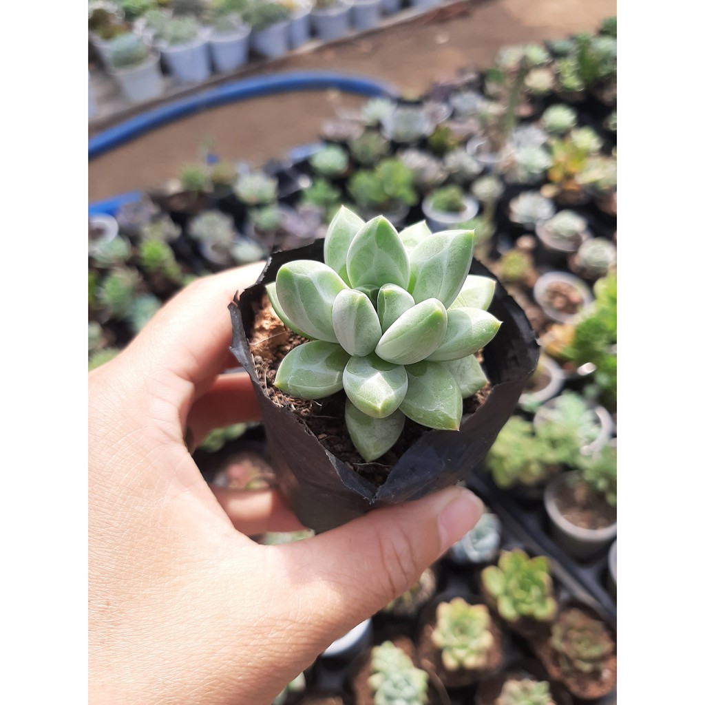 SEN ĐÁ KIM CƯƠNG TRẮNG🌵SIZE6CM🌵 💎 |FREESHIP| 🔥 XUẤT XỨ ĐÀ LẠT, ĐÃ THUẦN KHÍ HẬU, SIÊU KHOẺ ĐẸP 🔥LỖI 1 ĐỔI 1