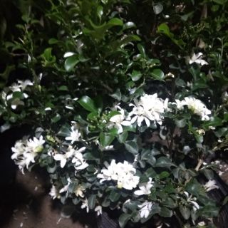 Cây 🌲 Nguyệt quế Thái... thơm siểu