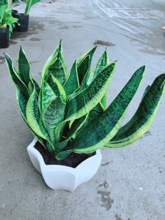 Chậu Lưỡi Hổ Size Lớn