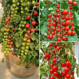 Hạt Giống Cà Chua Cherry Đỏ dễ trồng gói 0.1gr