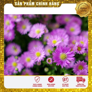 COMBO HẠT GIỐNG SIÊU TIẾT KIỆM LUCKY