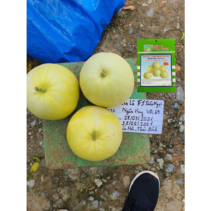 Hạt giống Dưa lê F1 Siêu Ngọt  5gram