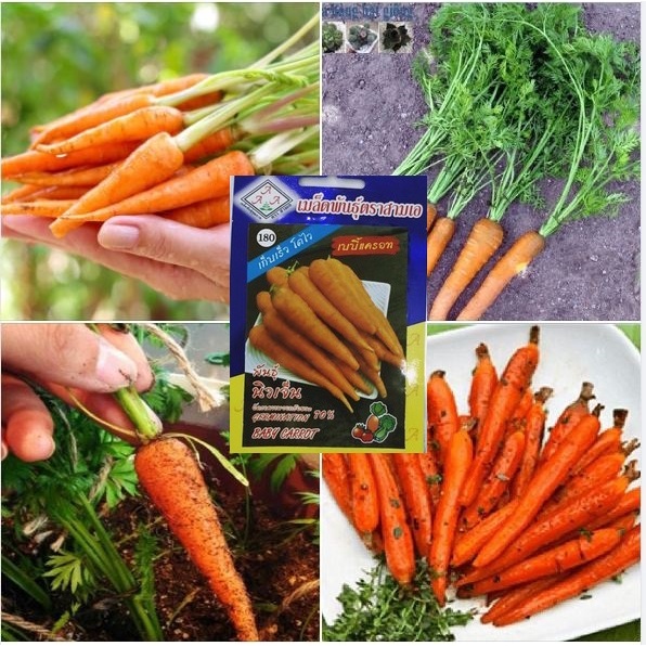 Hạt giống củ Cà rốt tí hon (mini carrot) nhập thái lan nguyên gói 1gr ~ 400 hạt (baby carrot)