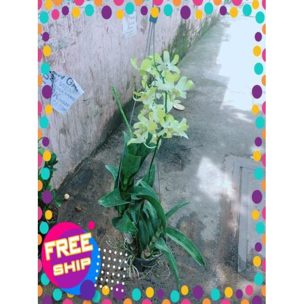 Lan Dendro Vàng Nhạt