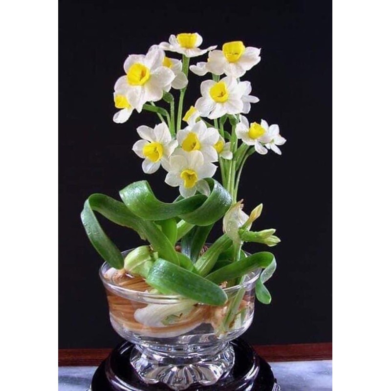 Củ hoa thuỷ tiên có 2 màu trắng,vàng củ đẹp như hình cuối.