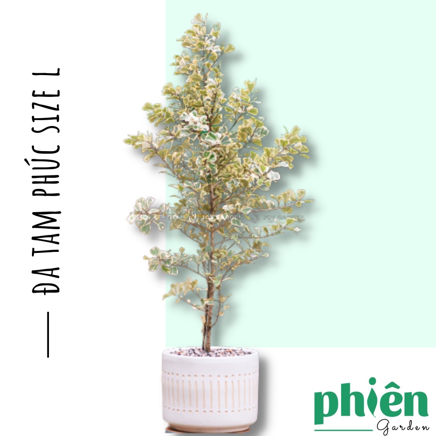 Cây Đa Tâm Phúc size lớn, cây Si Thái kèm chậu gốm tráng men