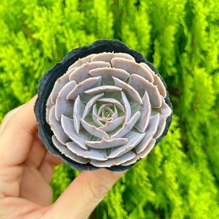 Sen đá bắp cải hàn 5-7cm