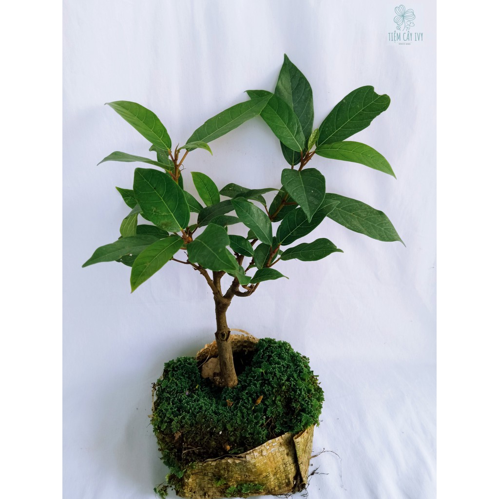 Cây sung mini bonsai trồng trong chậu nhỏ để bàn