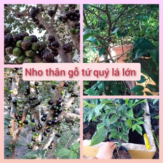 Nho thân gỗ tứ quý lá lớn (cho quả sau 3 năm trồng)