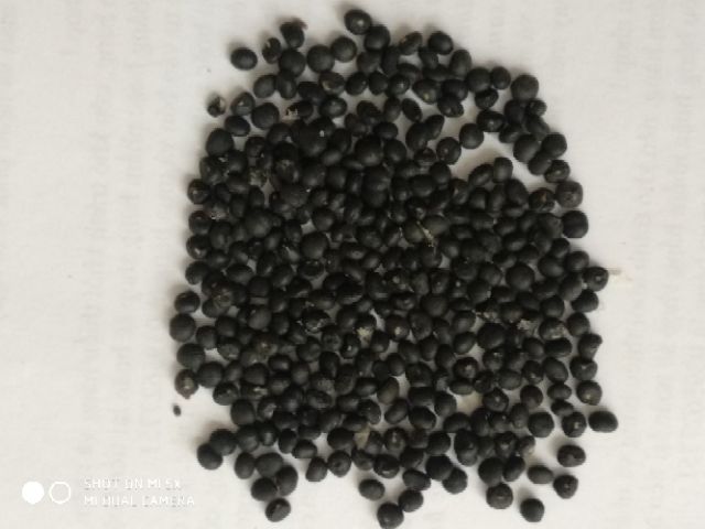 50 hạt giống măng tây xanh F1