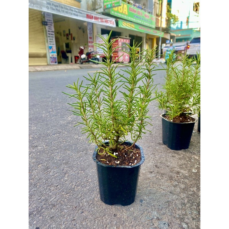 (HCM) HƯƠNG THẢO BỤI DÁNG TREE KHOẺ CAO ~25CM (CÂY GIỐNG), CÂY CHẮC RỄ