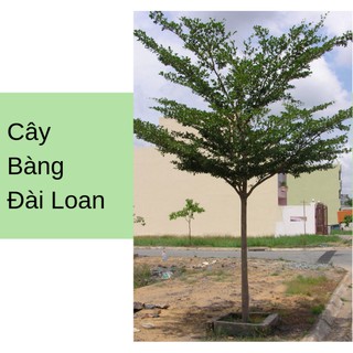 CÂY GIỐNG BÀNG ĐÀI LOAN, CAM KẾT CHUẨN GIỐNG F1