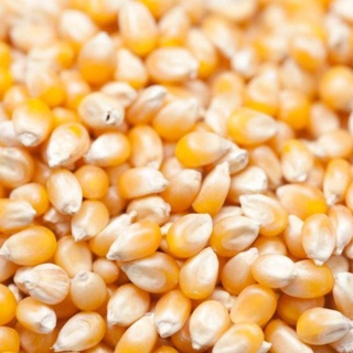 1Kg Ngô mỹ làm bắp rang bơ