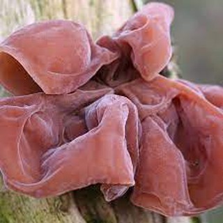 mộc nhĩ oganic