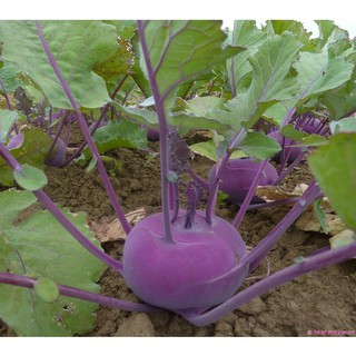 30 Hạt giống Su Hào Tím trồng quanh năm dễ trồng [CHẤT LƯỢNG]