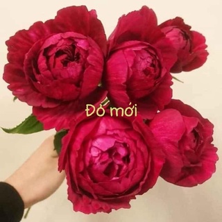 Hoa hồng ngoại (thân bụi) rễ trần như hình có tặng kèm kích rễ