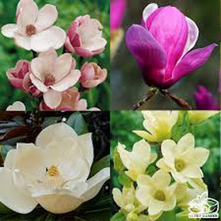 Hạt giống hoa mộc lan nhiều màu