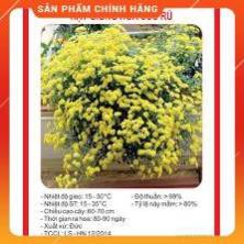 HẠT GIỐNG HOA CÚC RỦ GÓI 50 HẠT