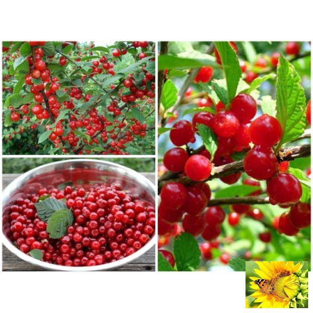 Gói 5 Hạt Giống Anh Đào Triều Tiên