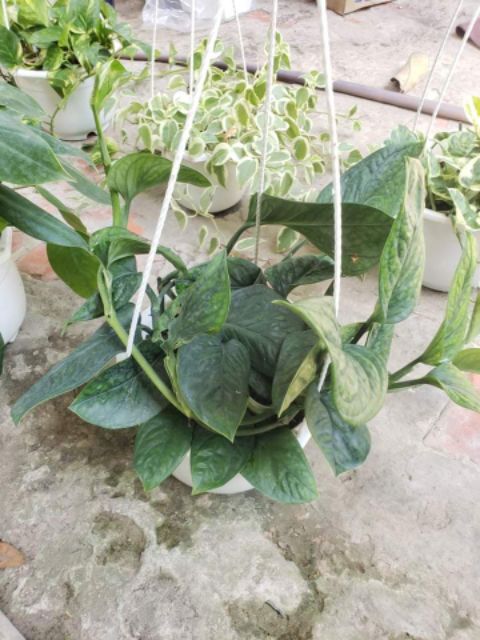 Trầu Bà Hạnh Phúc