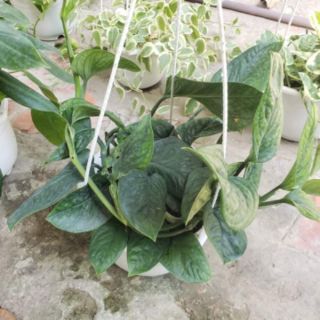 Trầu Bà Hạnh Phúc