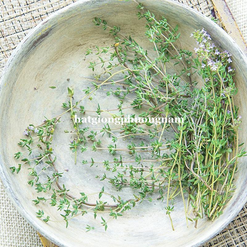 100H - HẠT GIỐNG CỎ XẠ HƯƠNG THYME