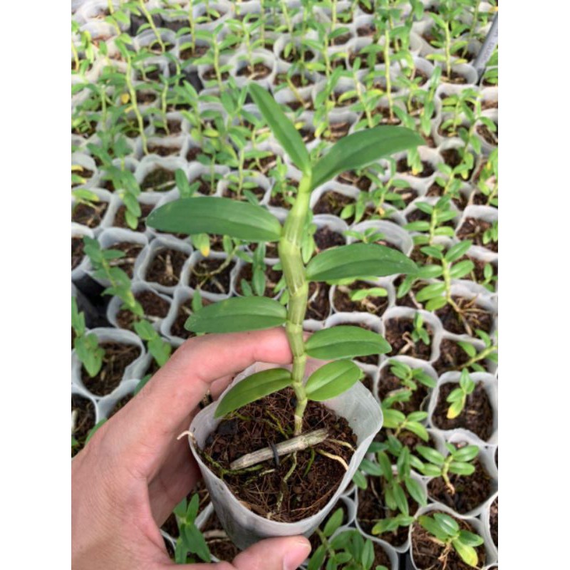 PHI ĐIỆP 5CT HO 5 - 7cm