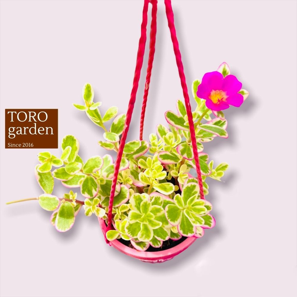 Sen đá cỏ sam trồng chậu treo Đà Lạt size 9cm cây cảnh trang trí nhà cửa Toro garden