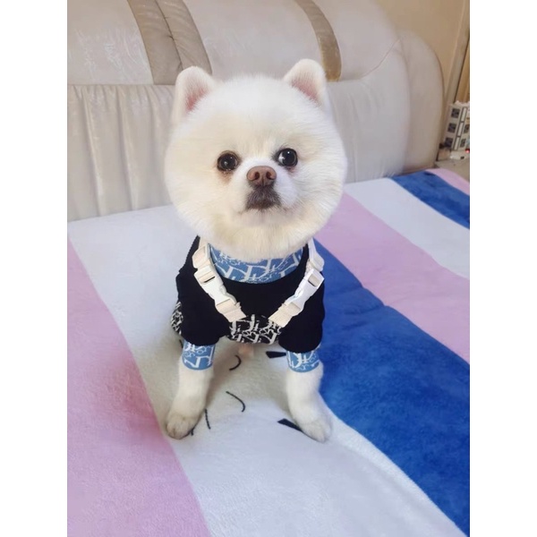 YẾM QUẦN DlOR cho thú cưng