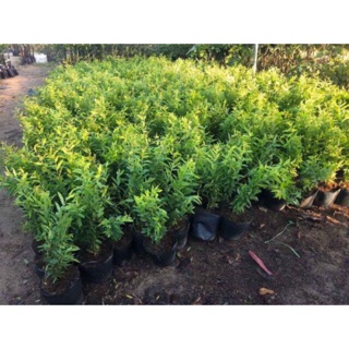 Cây lựu đỏ Ấn Độ cao sản - 1 chậu