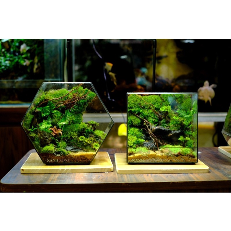 Lót nền terrarium, đất kết dính, tạo bố cục nền terrarium,bán cạn, 22 loại, đất đắp tường rêu terrarium, bán cạn