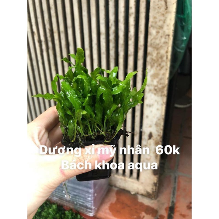 Cây thủy sinh - Dương Xỉ Mỹ Nhân