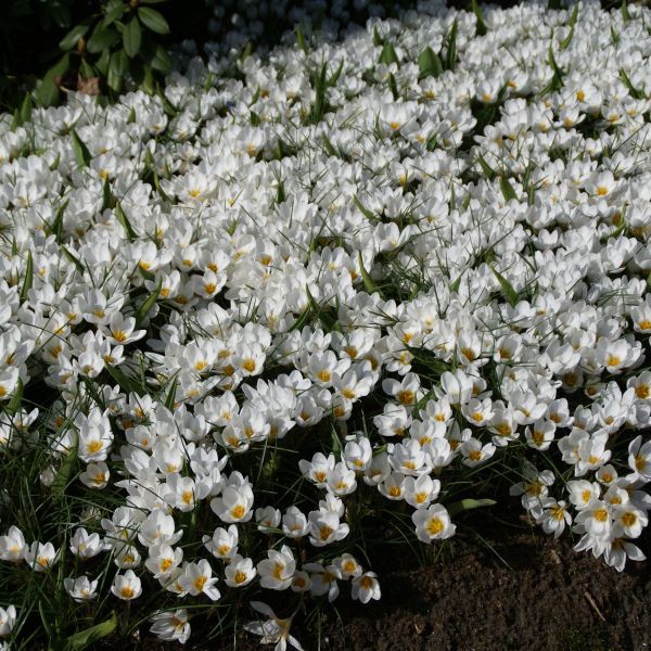 Củ hoa nghệ tây Crocus